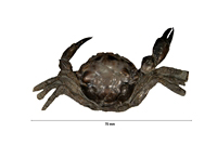 Pulalius vulgaris